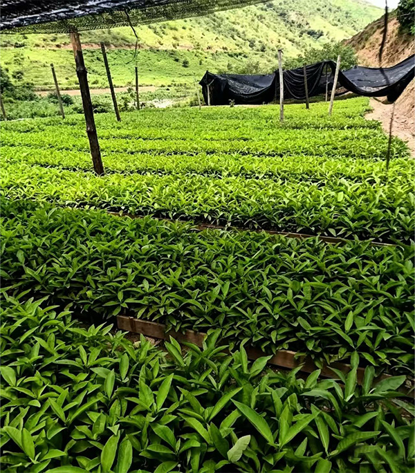 艾纳香苗圃